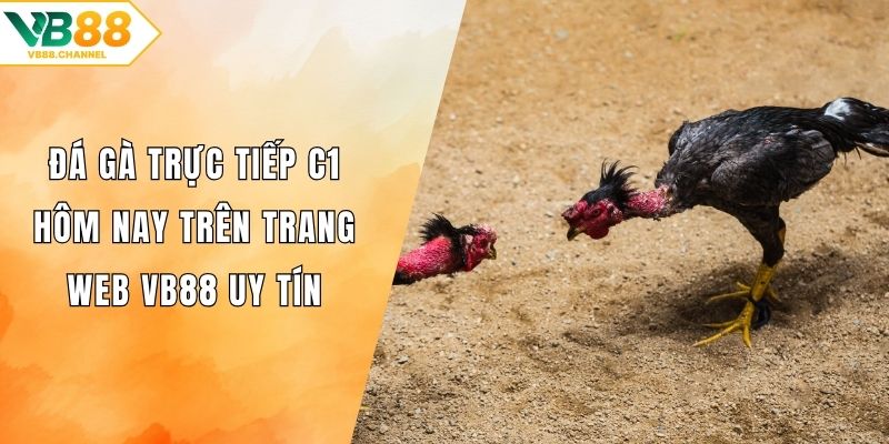 Đá gà trực tiếp C1 hôm nay