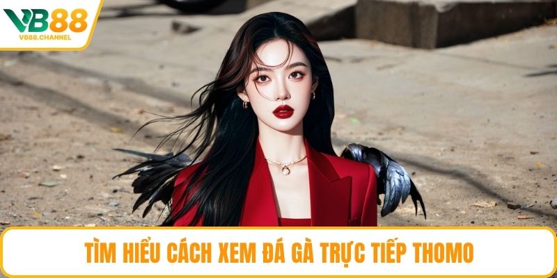 Tìm hiểu cách xem đá gà trực tiếp Thomo