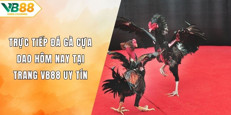 Trực tiếp đá gà cựa dao hôm nay