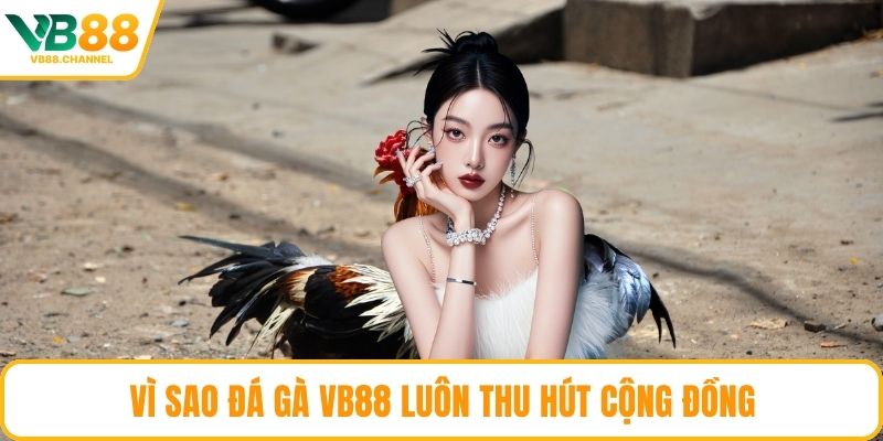 Vì sao đá gà VB88 luôn thu hút cộng đồng