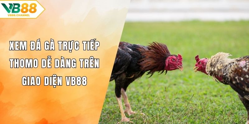 Đá Gà Trực Tiếp Thomo